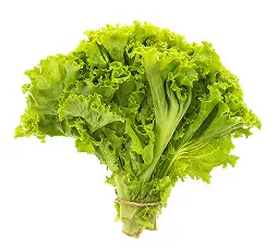 lettuce